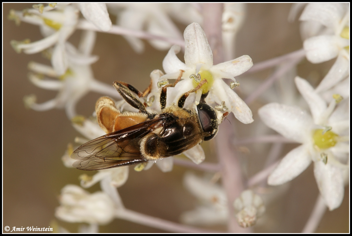 Syrphidae d''Israele for ID